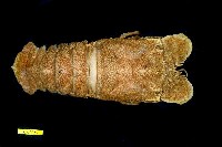 藏品(韓氏擬蟬蝦)的圖片